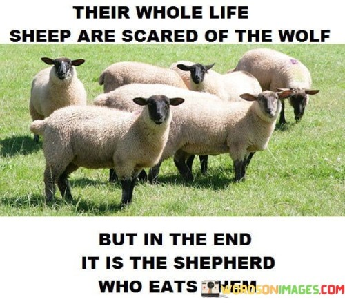 Their-Whole-Life-Sheep-Are-Scared-Of-The-Quotes.jpeg